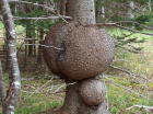 Unique looking tree burl on white spruce tree.